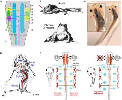 Vestibular Influence on Vertebrate Skeletal Symmetry and Body Shape